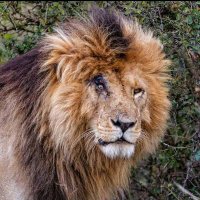 Don Saël (@donsael11) 's Twitter Profile