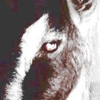 ₄₅ (@ziegerweckung) 's Twitter Profile Photo ₄₅ (@ziegerweckung) 's Twitter Profile Photo
