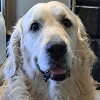 Jack’s friend & provider | Jack Golden Retriever | #GoldenRetriever
