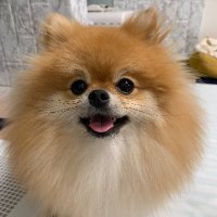 ぽんぬ♀の日常 (@ponnelion) 's Twitter Profile Photo