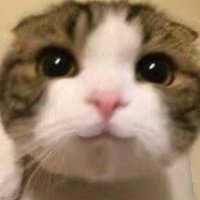 たむ (@tamxu3311452) 's Twitter Profile