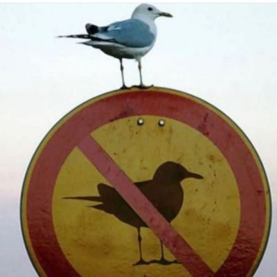 🐓🐕🐎
Patriote, islamolucide, désabusée,
pas loin de préférer les animaux aux humains
Ni oubli Ni pardon Ni marche blanche
