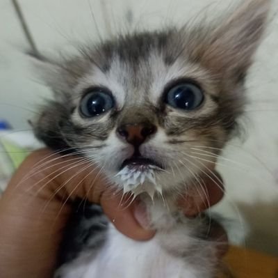VenkiTotad's profile picture. just an another engineering student trying to build something