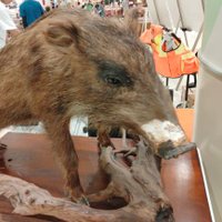 CHIRO_東方とアクションと... (@chiro_act_net) 's Twitter Profile Photo