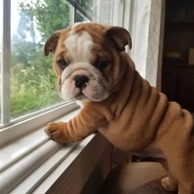 Degen trader | @Solana grinder | I invest in AI Agents and Coins - @daosdotfun ! My tweets are not promos, nor financial advices !