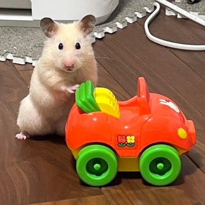 ハムスターの写真を載せます。ジャンガリアンハムスターのまふゆ(体重91gの健康体)とキンクマとシロクマのハーフのつむ(我儘お嬢様)を飼っています。