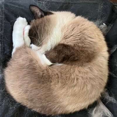 hi_im_cosmo's profile picture. 