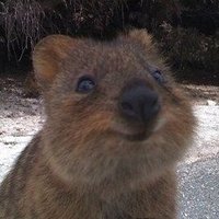 womby (@wombat________t) 's Twitter Profile
