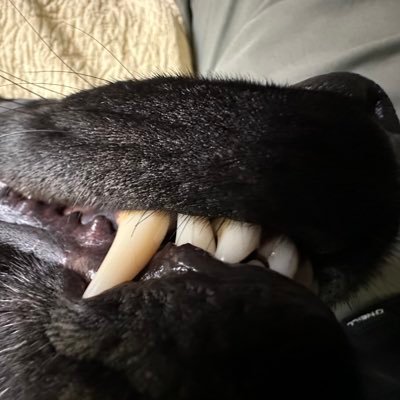 getchapullblkth's profile picture. 80’s kid. East Bay