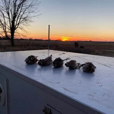 QB10Quail's profile picture. 