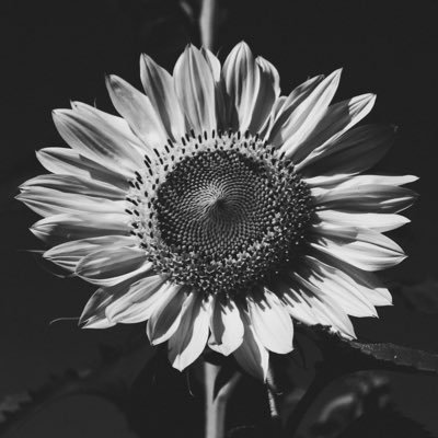 SvalinSec_Tilt's profile picture. Hello! Just a lonesome traveller with a passion for cybersecurity, photography, personal security, and LIFE. hope you follow me and like my stuff. Cheers!