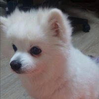 eyelis (@tlagusrhd78) 's Twitter Profile