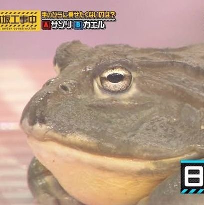 乃木坂(OGも)の動画投稿して乃木坂を広めたいと暗躍するアカウント:
推し→1期秋元真夏ちゃん、2期北野日奈子ちゃん、3期中村麗乃ちゃん、4期松尾美佑さん、5期五百城茉央ちゃん、6期増田三莉音ちゃん←NEW