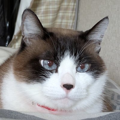 海釣り(遠投カゴ釣り、たまに船釣り)が好き、磯釣り勉強中
伊豆界隈で磯釣り好きと繋がりたい。
・創業 2024年
・資本金 114514円
・代表取締役社長 仕事が長続きしないアライさん
・従業員 1名(にゃんこ品質管理部長)
・事業内容 水産物加工、自家消費
@damedam48315131の釣り垢