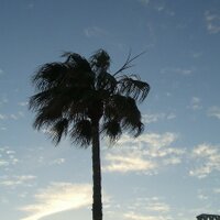 harrold yoda (@harroldyoda) 's Twitter Profile