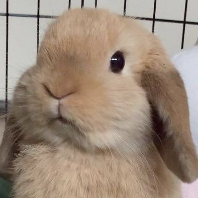 strawsims's profile picture. any pronouns ౨ৎ wciff