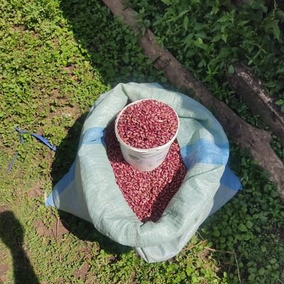 kiogoraj's profile picture. Research| Climate Action| Climate Smart Agriculture| Post Harvest Management| Food Security| Science Communication| Innovation |Tweets our own