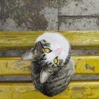 Ben_Analyst (@wildcatter14) 's Twitter Profile