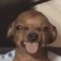 neem (@kittyneem2) 's Twitter Profile