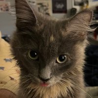 chili 🌶️ (@chilibabycat) 's Twitter Profile