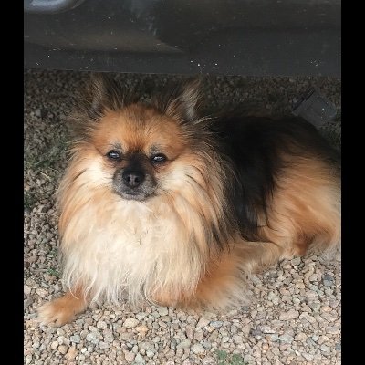 Political Observer,Sports Bettor,Gold Bug and Rescue Dog Owner