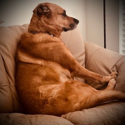 Former Army Ranger, conservative independent thinker, dog lover..