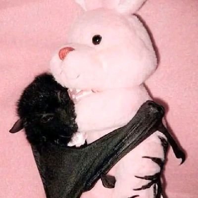 stinky_rabb1t's profile picture. HAIIIII I LOVE BUNNIES AND BATS                         
⟡ ݁₊ . ૮꒰◞ ˕ ◟ ྀི꒱ა ୭ ˚. ᵎᵎ