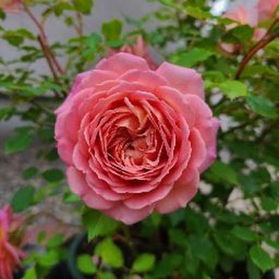 LYcIE7mPPA8712's profile picture. 