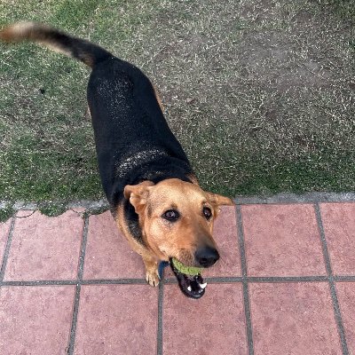 AugustoFalcoo's profile picture. no hay negocio más rentable que ser buena gente