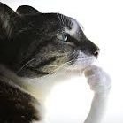 mouche (@pipoclaa) 's Twitter Profile