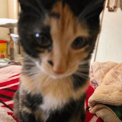 venmorizu's profile picture. probably daydreaming