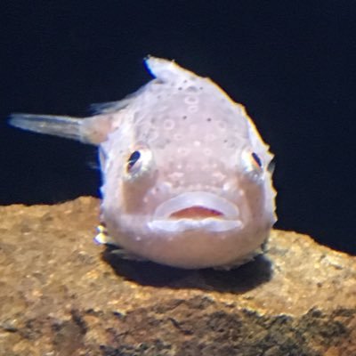 スキンヘッド専業主夫。合唱人。もの書き。 Eques Passerinae。好き:SF・あゆくま・まみり・Leo-Wonder・nenenone・イエハピ・一瞬しかない(晴後すずめ)・おかありな・ブクガ・ルネポリ・Kitri・YMO・大滝詠一・ジュディマリ・ブルックナー。座右の銘「苦しみは成長の種」by 晴後すずめ