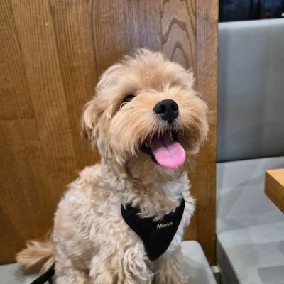 jshisue's profile picture. 약하고불안정한,전쟁같은삶에서침묵속에있는은혜가주는유익을 구하는자