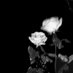 🖤 (@sp1llmygvtzz__) Twitter profile photo 🖤 (@sp1llmygvtzz__) Twitter profile photo