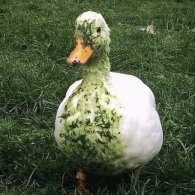 teWold_manta's profile picture.