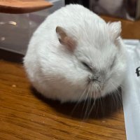 もち!! (@chisanqyg) 's Twitter Profile
