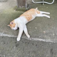 ナオナオ (@800m_runwalk) 's Twitter Profile