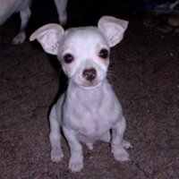 Cindy (@cindybarlow) 's Twitter Profile