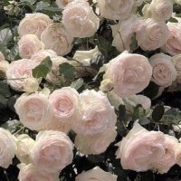o̴̶̷ ̫ o̴̶̷̥᷅ (@qnibgifxn983411) 's Twitter Profile