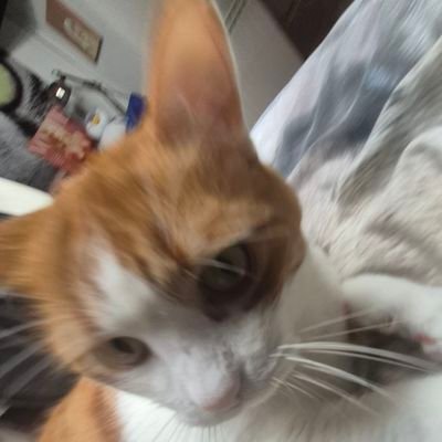 gato pistacho