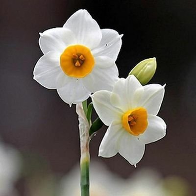 نرجسة بيضاء Profile