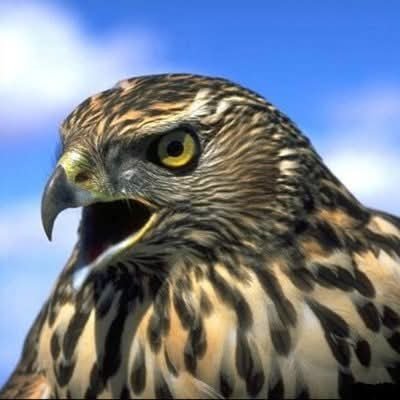 قضيتي اليمن
وعدوي الشيعه وذيولها في المنطقه.
حسابي الجديد بعد أن اغلقوا حسابي السابق