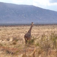 Lawrence Nyando (@larrydedan) 's Twitter Profile