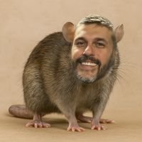 bighongshi's profile picture.