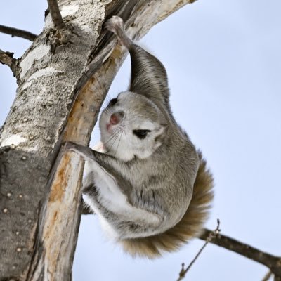 写真初心者です。撮った写真を何かに残そうと思いXを始めてみました。野生や動物園の動物達を中心に撮影しています。 猫科の動物と冬の北海道が好きで、多めに撮影しています。