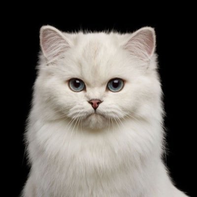 Tanokofficia's profile picture. 