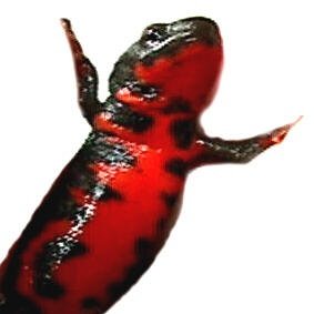 anpann27's profile picture. にせものです