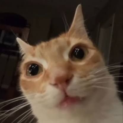 vadapavpaglu's profile picture. idk bout myself, fuck around and find about me ( and let me know )