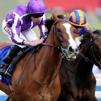 THEHORSETIPPY (@theracingtips1) 's Twitter Profile