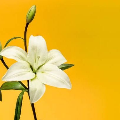 ibrahimheemson's profile picture. My Self Esteem Is My Ego......Plain and Realistic.....